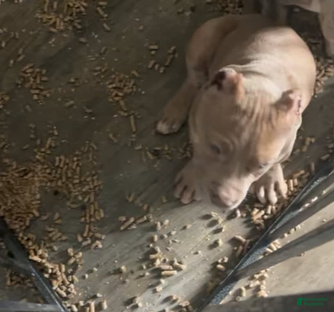 American Bully dogs for sale: Lightskin - Image 2