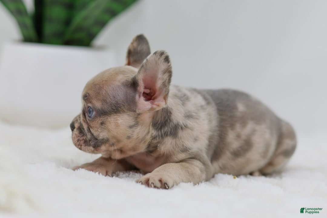 French Bulldog dogs for sale: Hank - Image 6