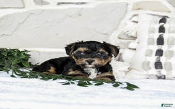Yochon dogs for sale: Travis - Image 4