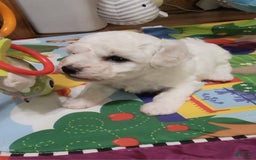 Bichon Frise dogs for sale: Mary Francis - Listing for pets: Mary Francis - Image 6