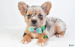 French Bulldog dogs for sale: Candy - Image 10