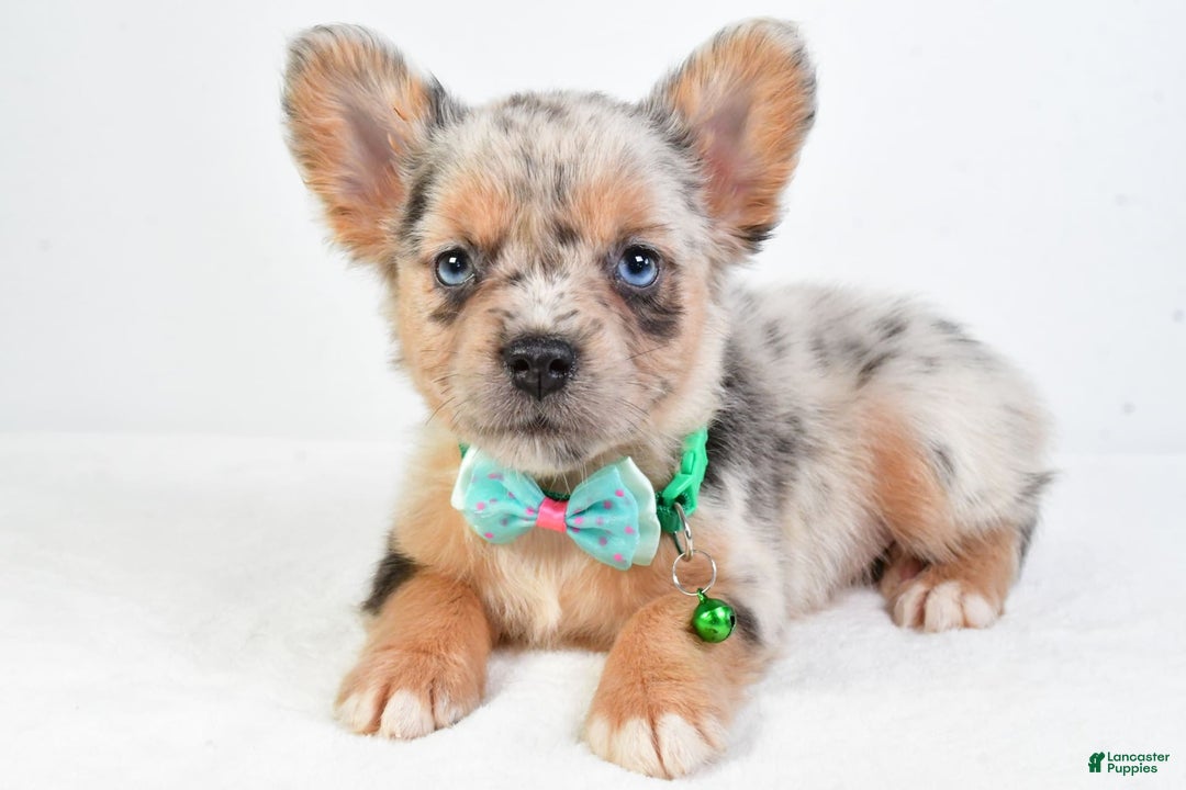 French Bulldog dogs for sale: Candy - Image 10