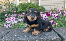 Miniature Dachshund dogs for sale: Mason - Image 2