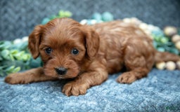 Cavapoo dogs for sale: Cavapoo 5 puppies - Image 12