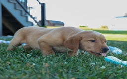 Labrador Retriever dogs for sale: Gus - Image 19