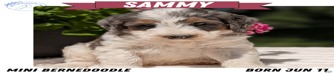 Sammy