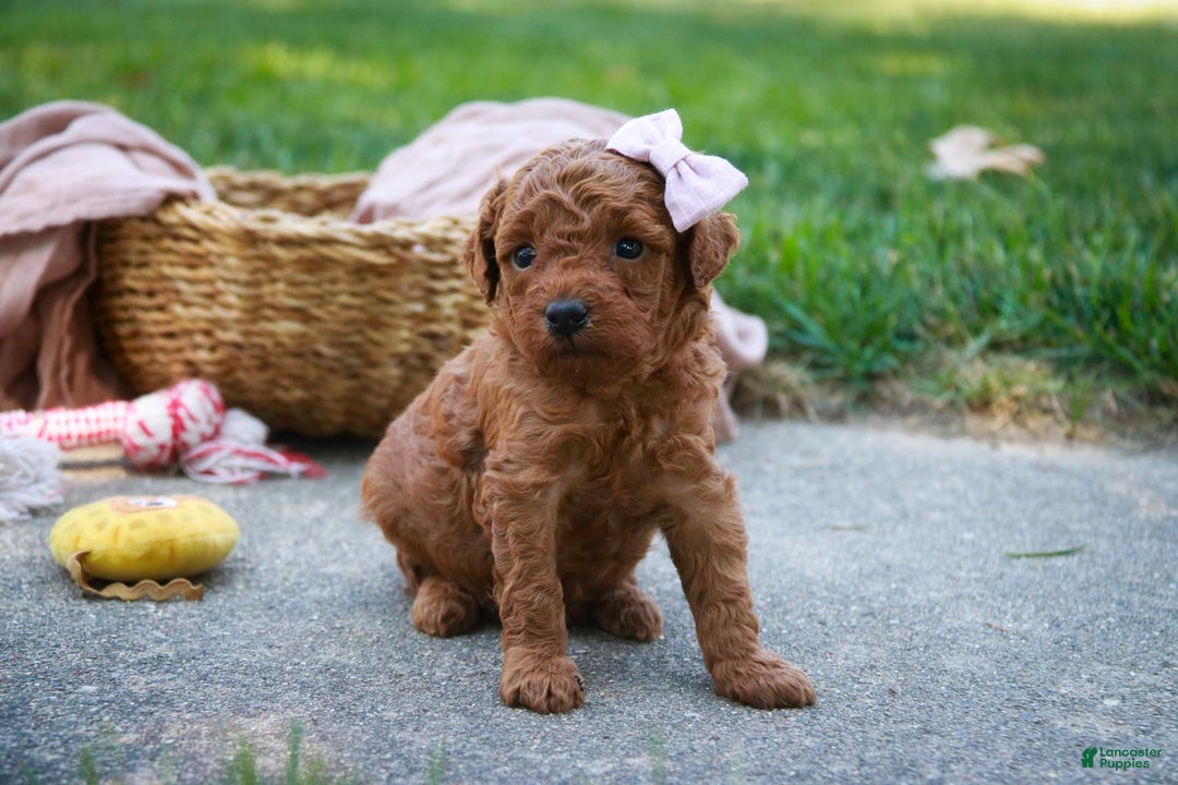 Miniature Poodle dogs for sale: Twila - Image 5