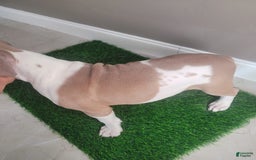 American Bully dogs for sale: Puzzle Piece - Image 8