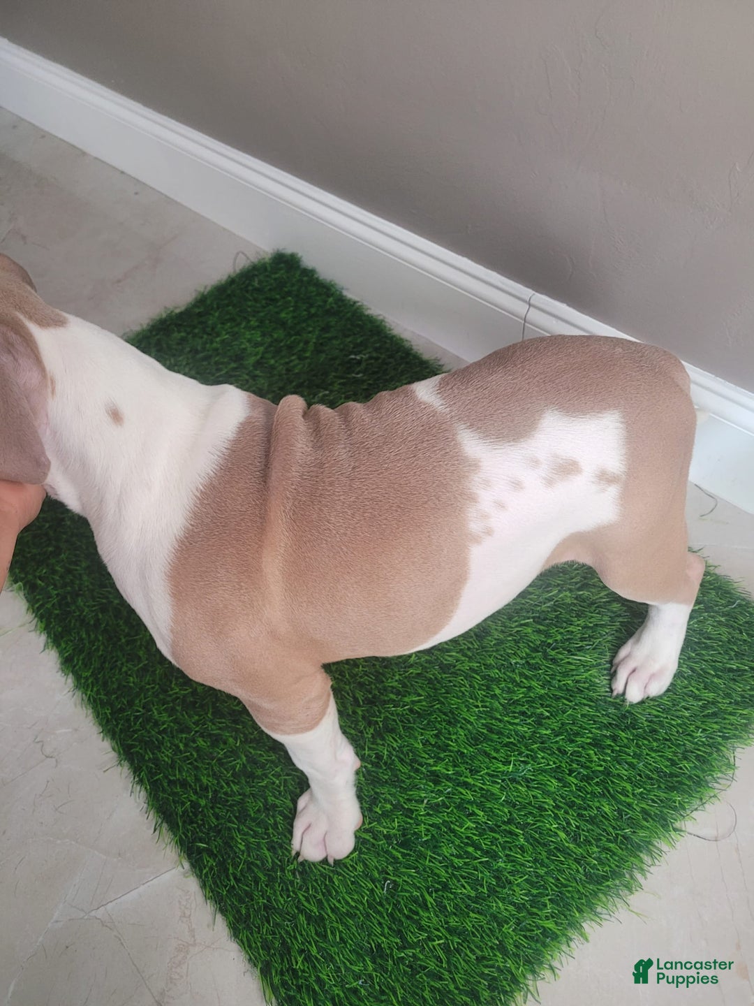 American Bully dogs for sale: Puzzle Piece - Image 8