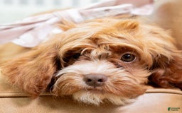 Cavapoo dogs for sale: Natalie - Image 12