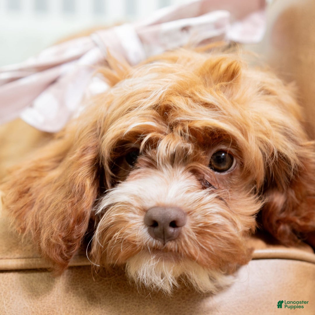 Cavapoo dogs for sale: Natalie - Image 12