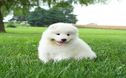 Samoyed dogs for sale: Ginger - Image 5