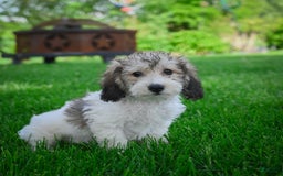 Bichpoo dogs for sale: Barry - Image 10