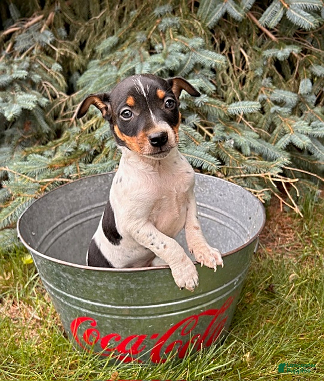 Rat Terrier dogs for sale: Stetson - Image 1