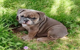 English Bulldog dogs for sale: Groucho - Image 3
