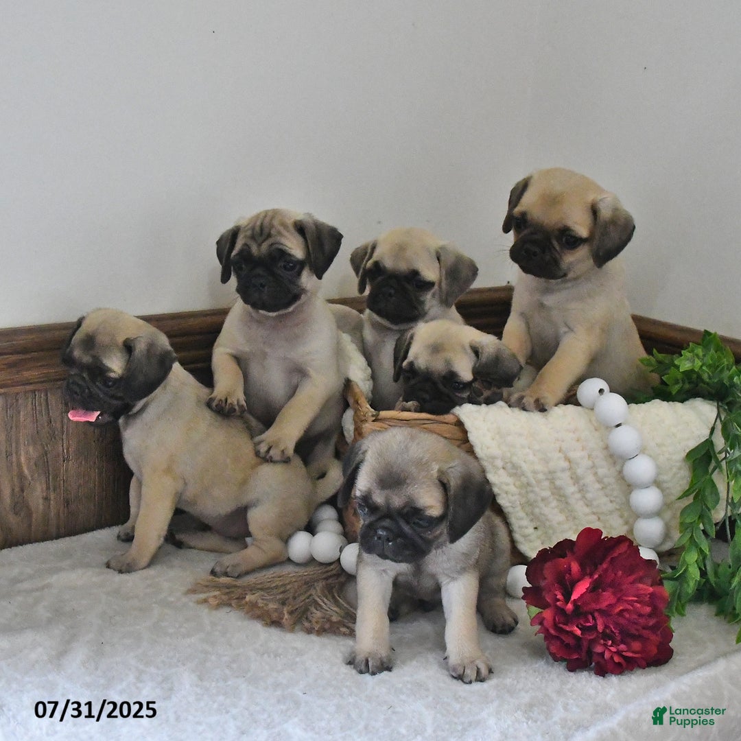 Puggle dogs for sale: Moonlight - Image 4