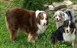 Australian Shepherd dogs for sale: Diva - Image 9