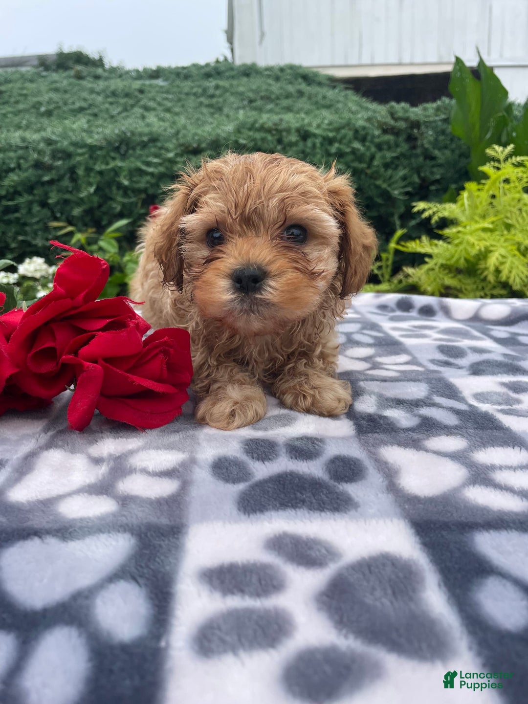 Cavachon dogs for sale: Sammy - Image 6