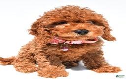 Cockapoo dogs for sale: Liza - Image 3