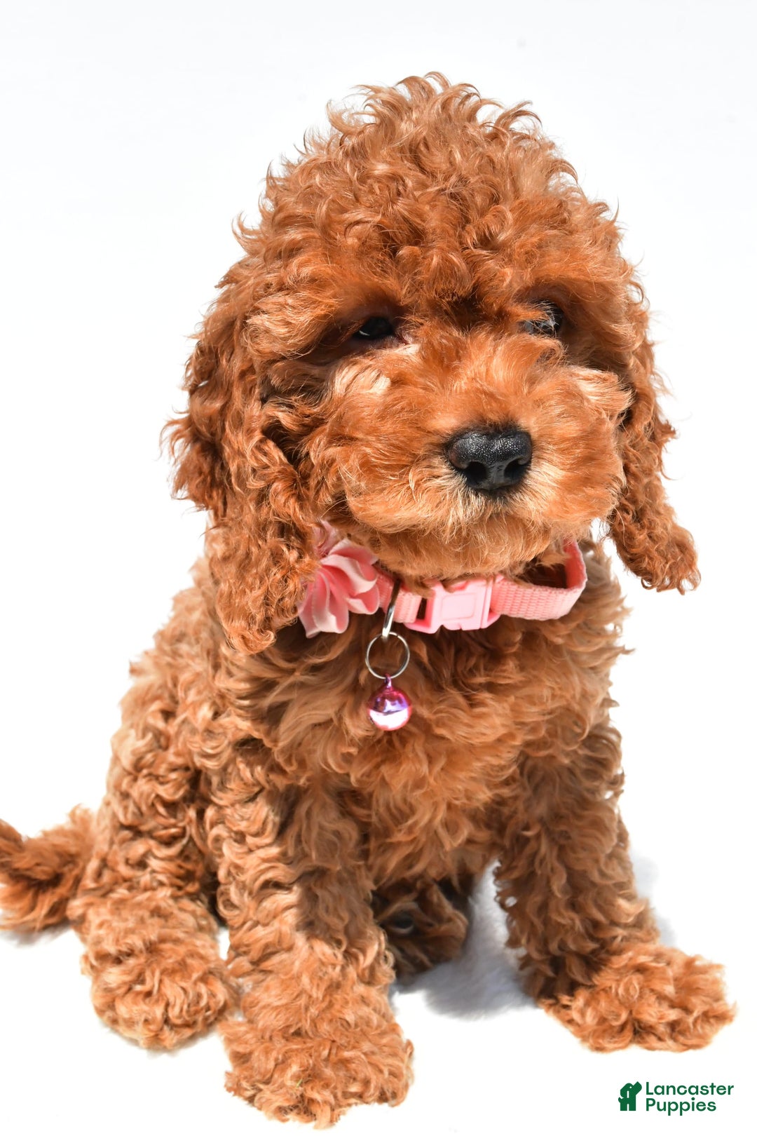 Cockapoo dogs for sale: Liza - Image 3