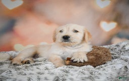 Goldendoodle dogs for sale: Rusty - Image 2