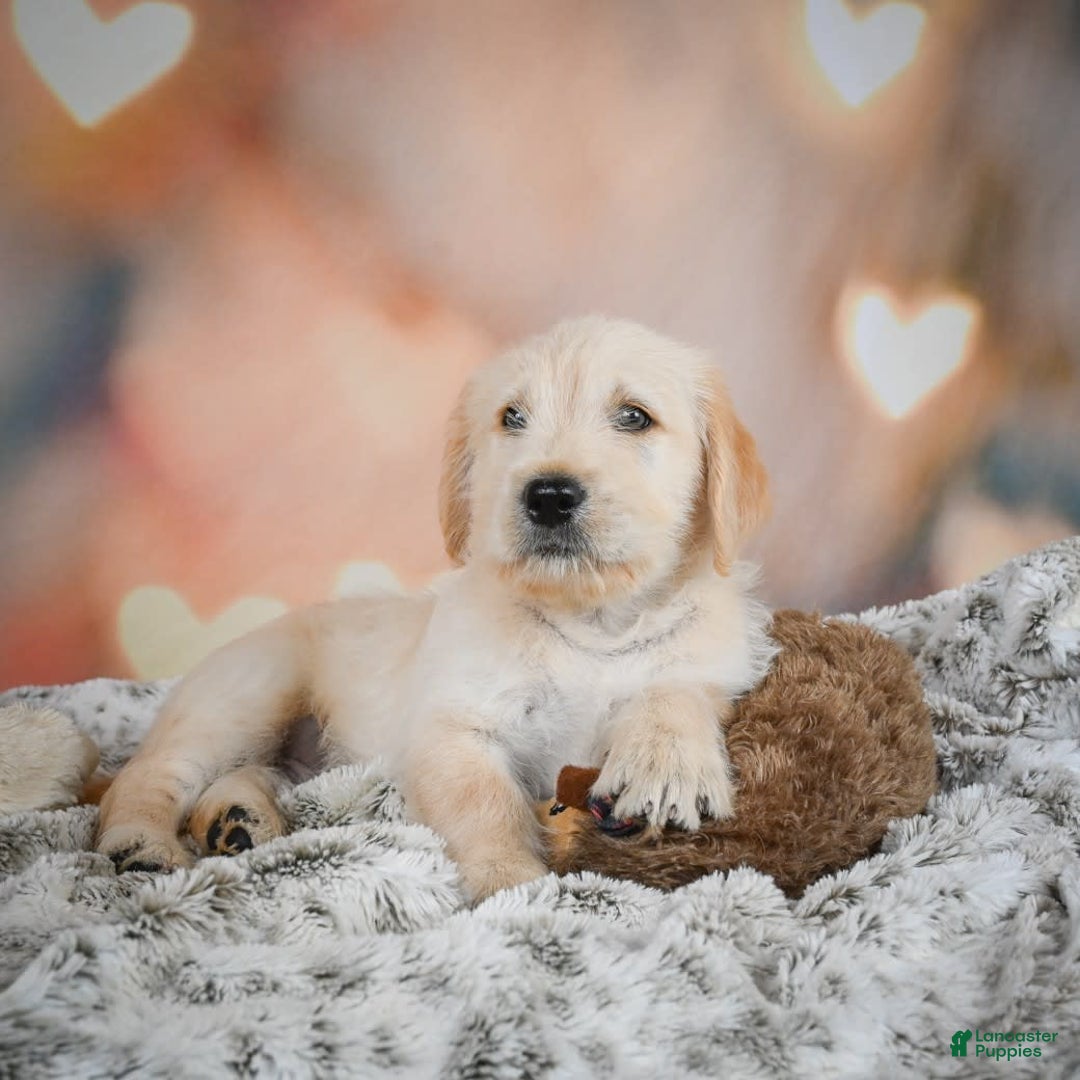 Goldendoodle dogs for sale: Rusty - Image 2