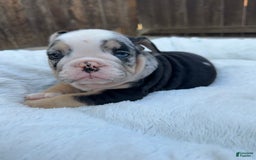 English Bulldog dogs for sale: Mydus - Image 1