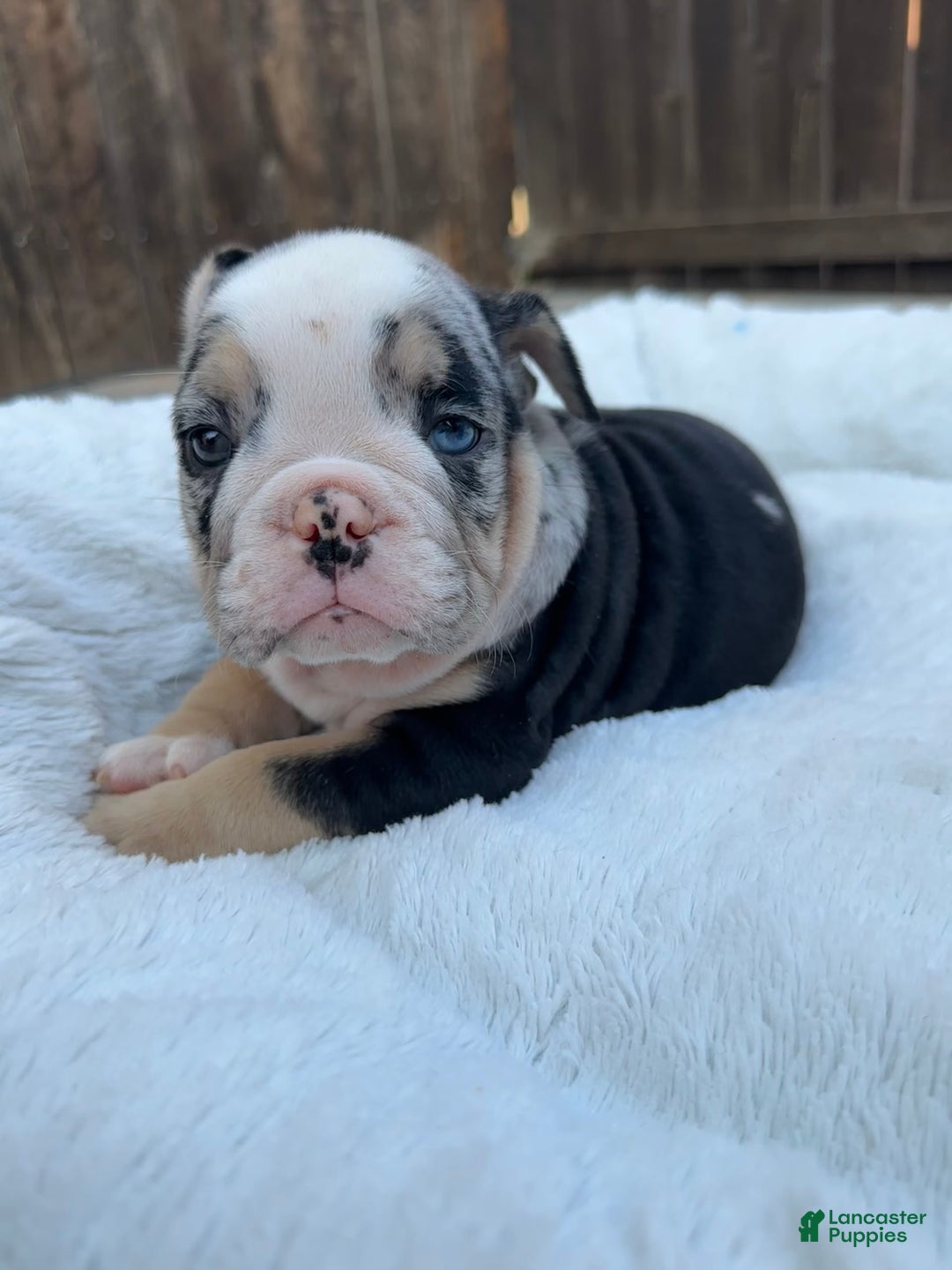 English Bulldog dogs for sale: Mydus - Image 1