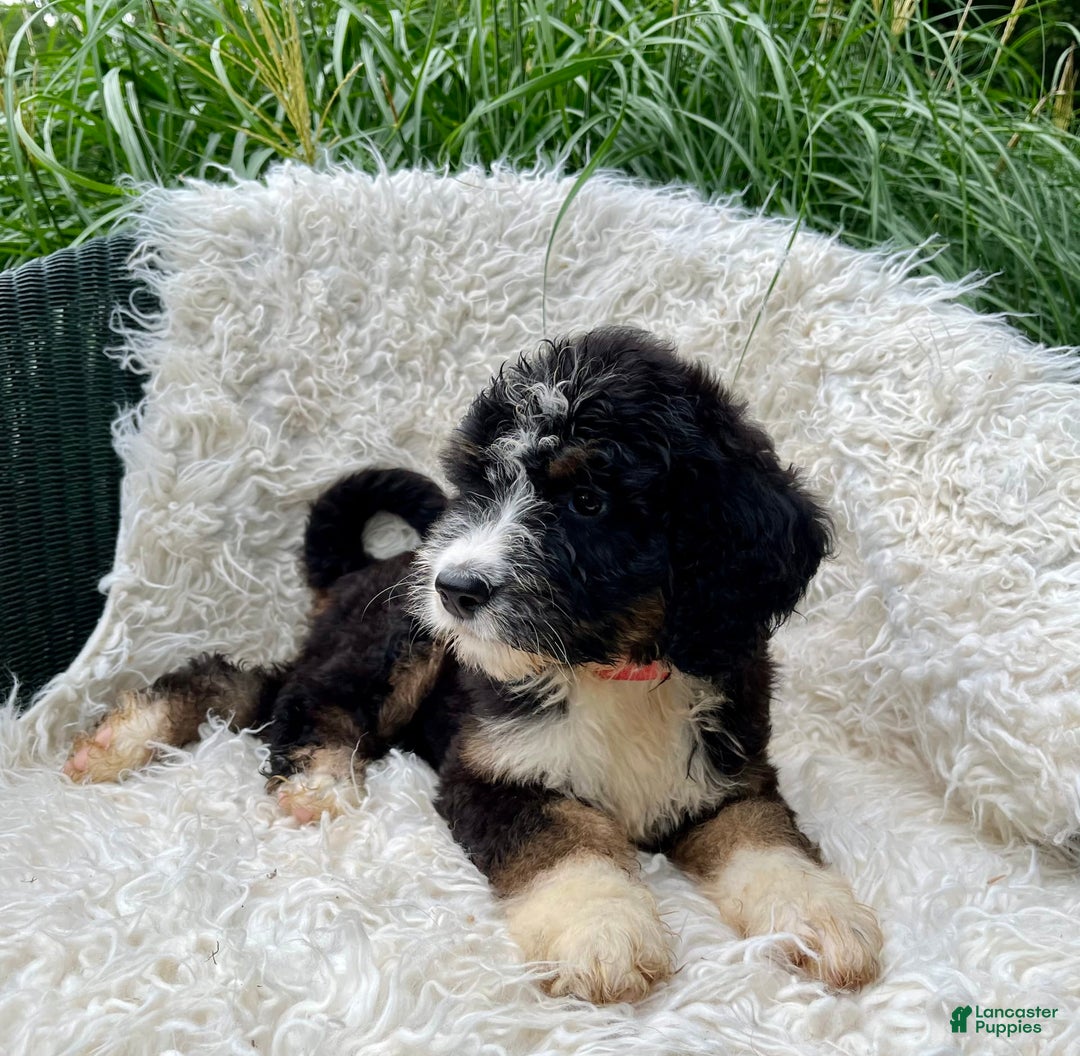 Bernedoodle dogs for sale: Paisley - Image 2