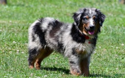 Miniature Australian Shepherd dogs for sale: Alex - Image 4