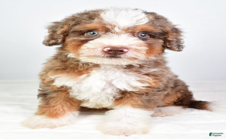 Mini Bernedoodle dogs for sale - Ad 5