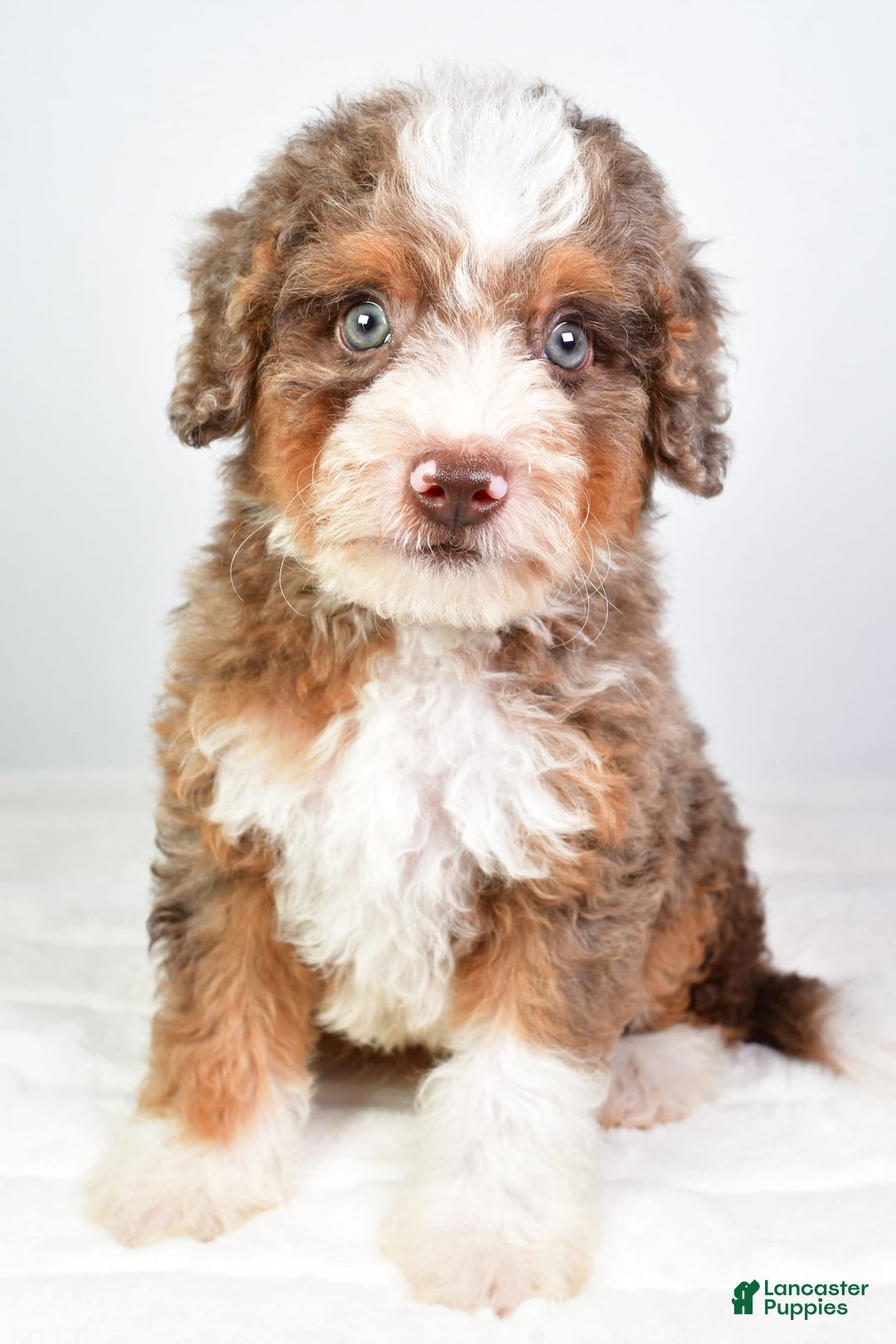 Mini Bernedoodle dogs for sale: Winston - Image 1
