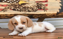 Beagle dogs for sale: Betzy - Image 3
