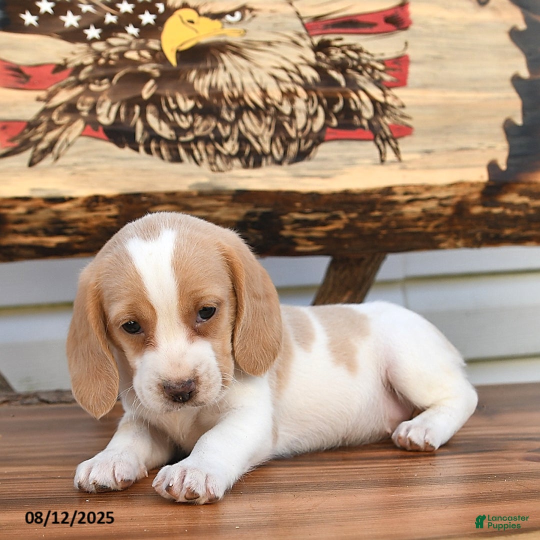 Beagle dogs for sale: Betzy - Image 3