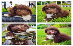 Havapoo dogs for sale: Benson - Image 2