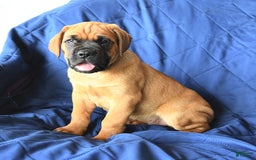 Cane Corso dogs for sale: Reeses - Image 7
