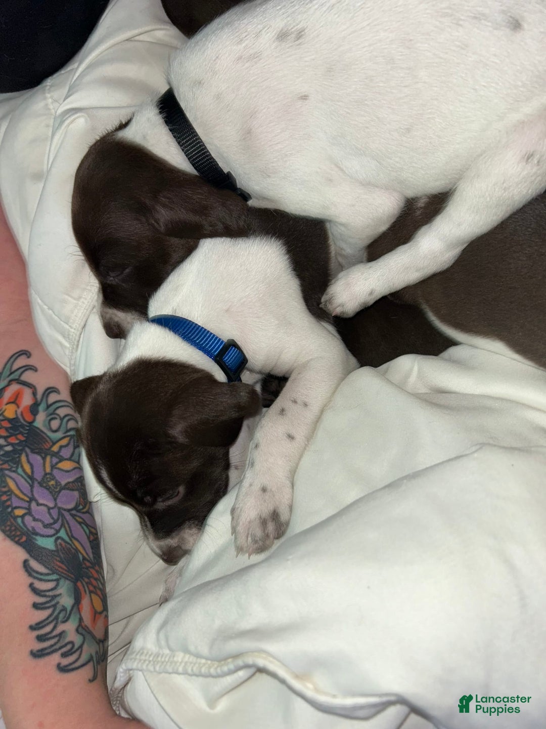 German Shorthaired Pointer dogs for sale: Blue - Image 1
