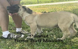 English Mastiff dogs for sale: Peanut - Image 18