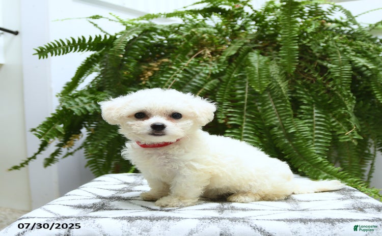 Bichon Frise dogs for sale - Ad 2