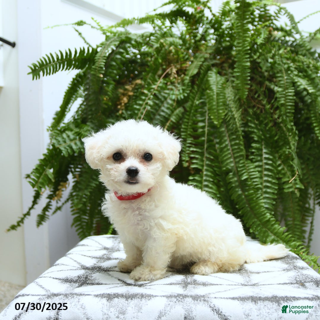 Bichon Frise dogs for sale: Zoey - Image 1