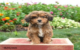Miniature Poodle dogs for sale: Nash - Image 2
