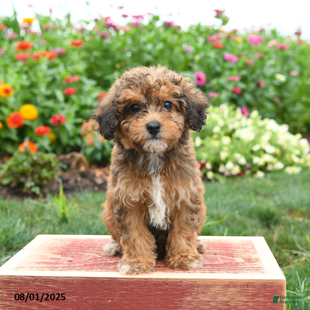 Miniature Poodle dogs for sale: Nash - Image 2