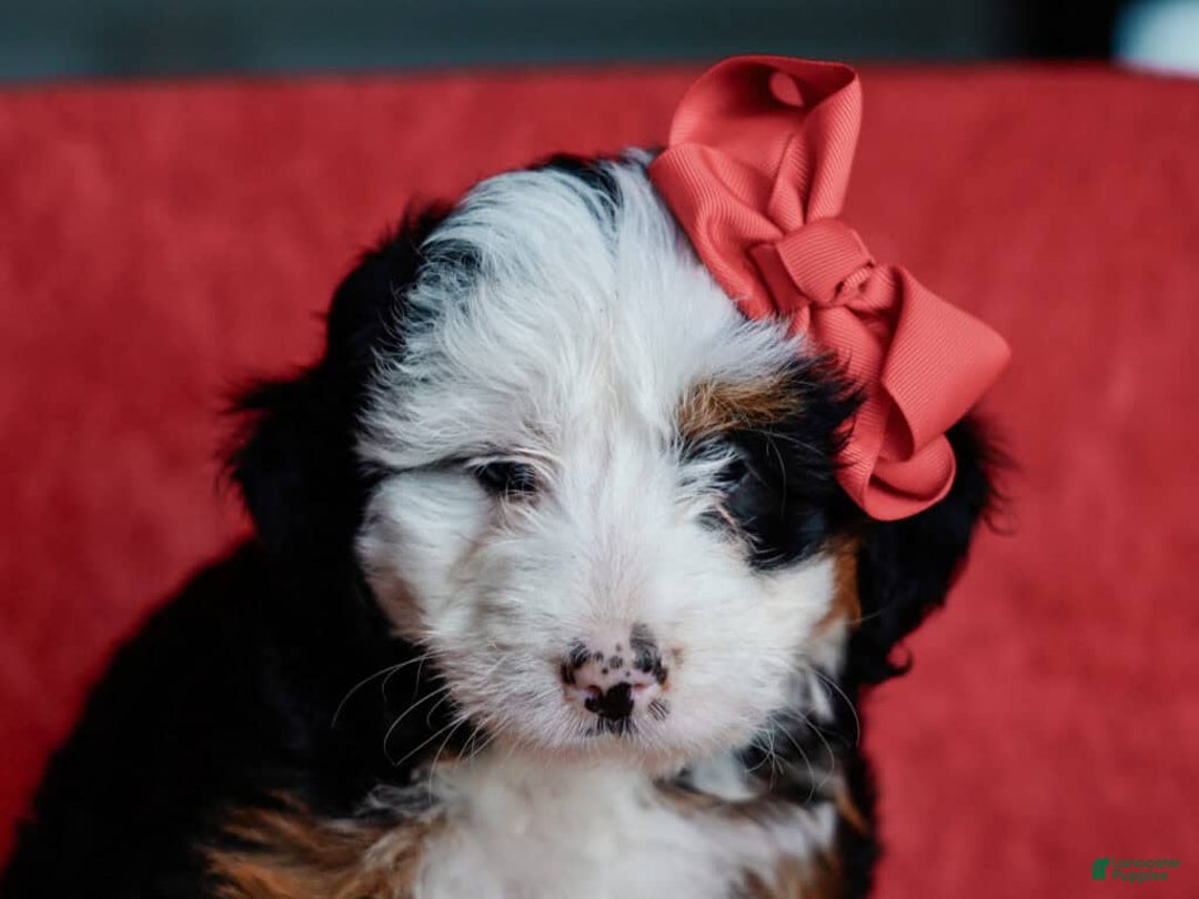 Mini Bernedoodle dogs for sale: Matilda - Image 2