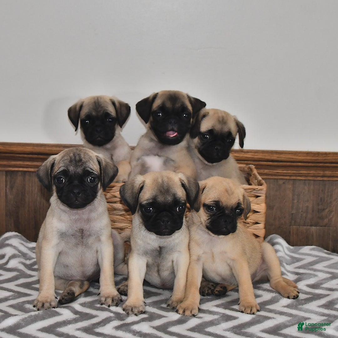 Pug dogs for sale: Cutie - Image 5