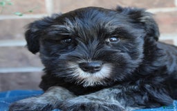 Miniature Schnauzer dogs for sale: Molly - Image 4