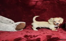 Miniature Dachshund dogs for sale: Nugget - Image 3