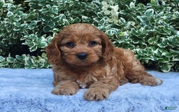 Cavapoo dogs for sale: Cavapoo 5 puppies - Image 9