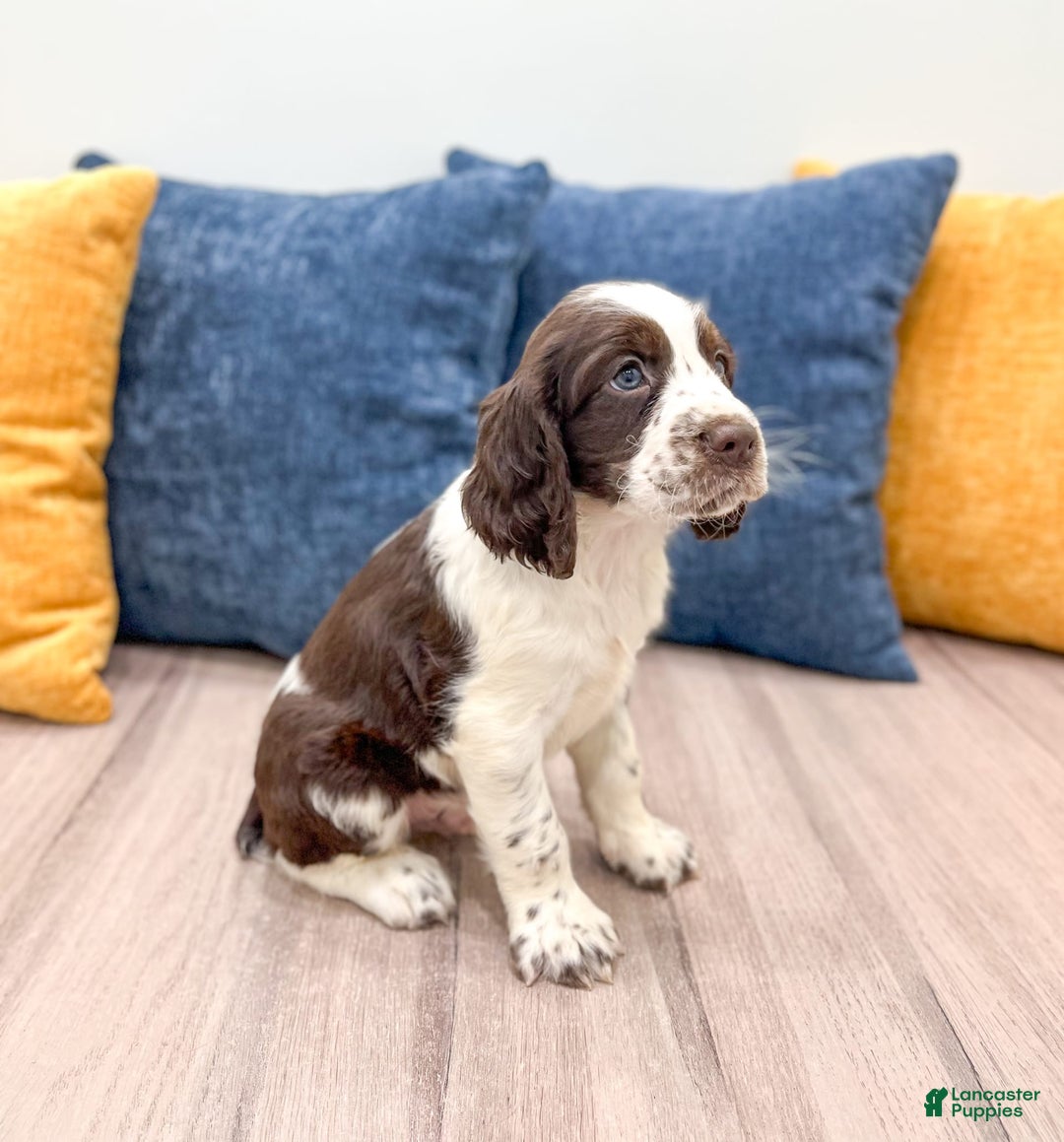 English Springer Spaniel dogs for sale: Nico - Image 1