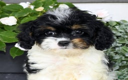 Cavapoo dogs for sale: Brittany - Image 9