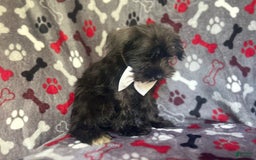 Miniature Schnauzer dogs for sale: Rover - Image 9